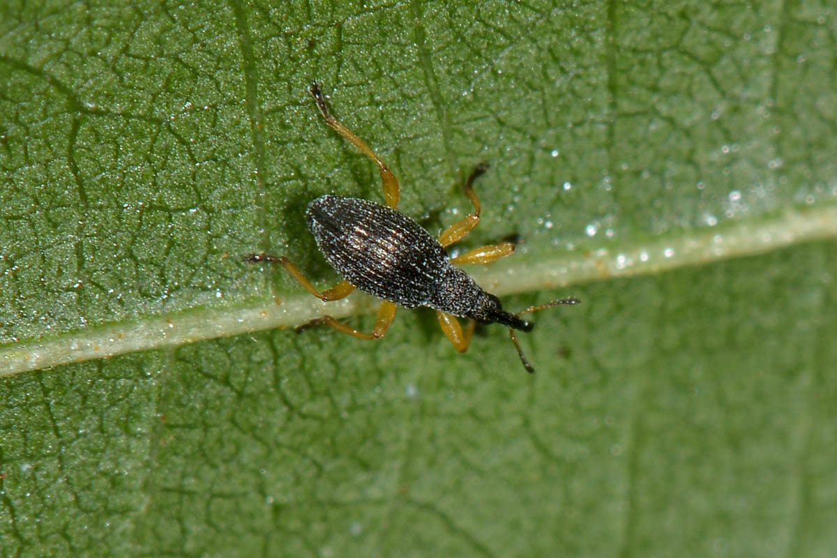 Apionidae:  Protapion fulvipes?    Sì !